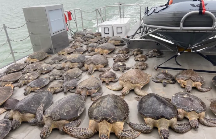 Thousands of cold-stunned turtles transported to Texas rescue centres