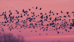 See which of these early birds are ready to fly into spring, read here