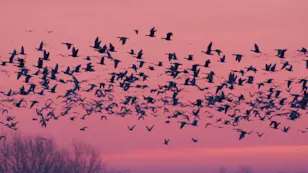 Millions of birds die in spring window collisions. Here's how you can help