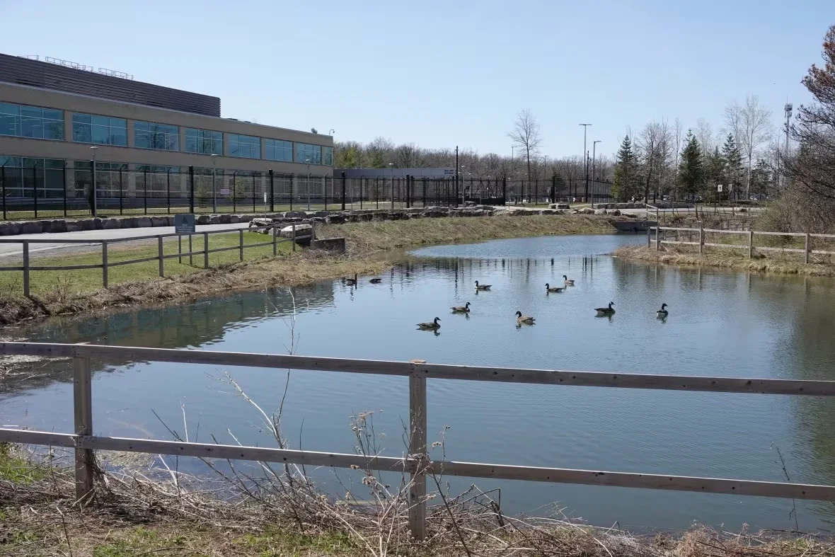 canada-geese-in-a-pond-at-dnd-april-2023/Giacomo Panico/CBC