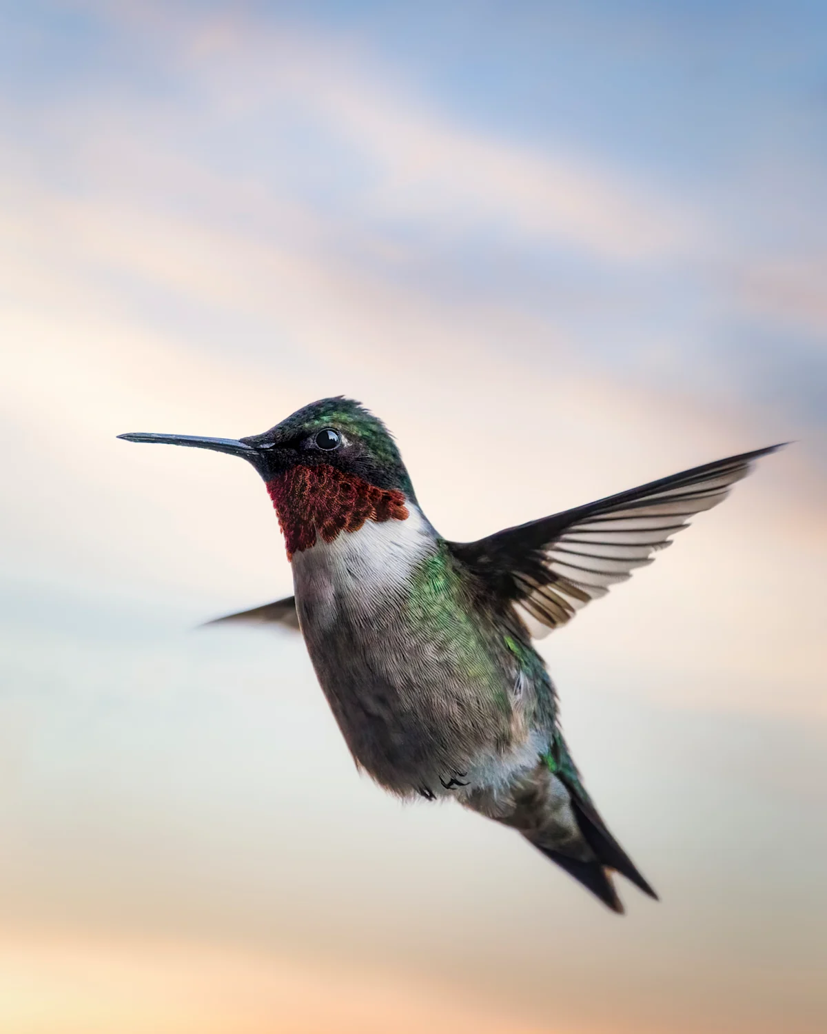 Hummingbirds may need extra help surviving recent frigid temperatures