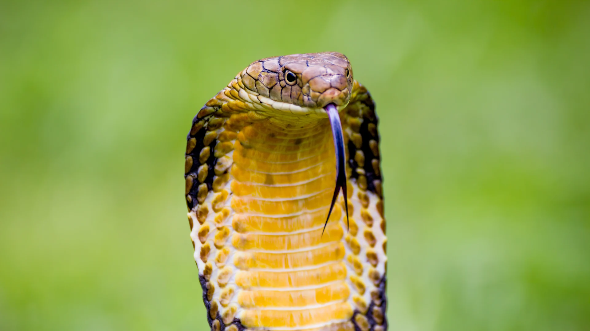 serpents et inondations 1