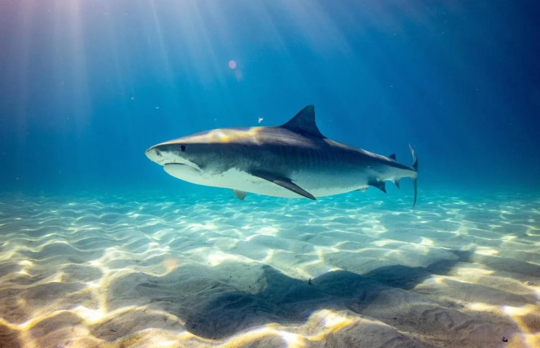 Non, les requins ne cherchent pas à vous dévorer