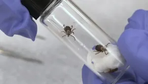 Why the U.S. tick season could be the worst in a decade