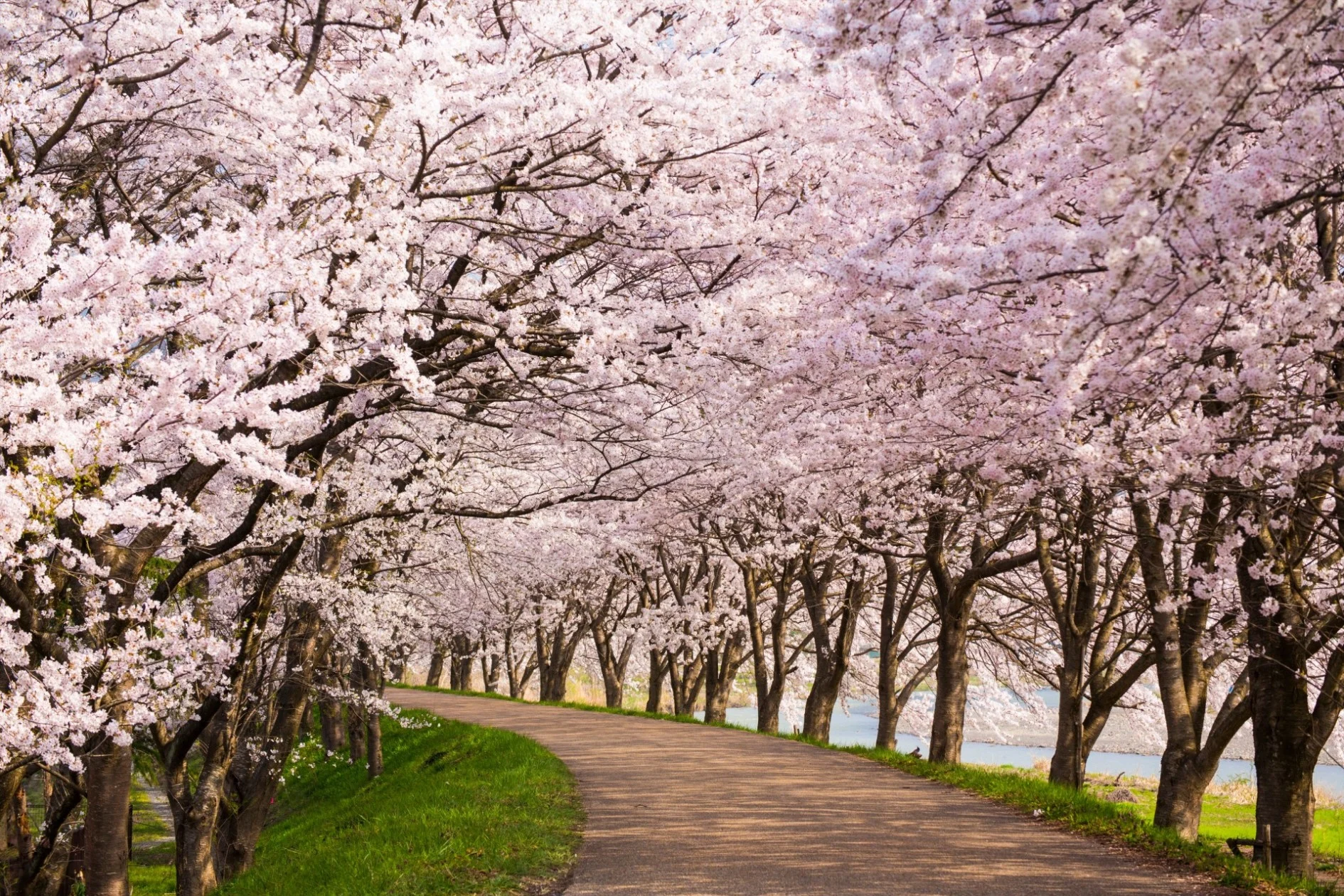 cherry blossoms japan Credit: Yoshiyuki Kaneko. EyeEm. Getty Images