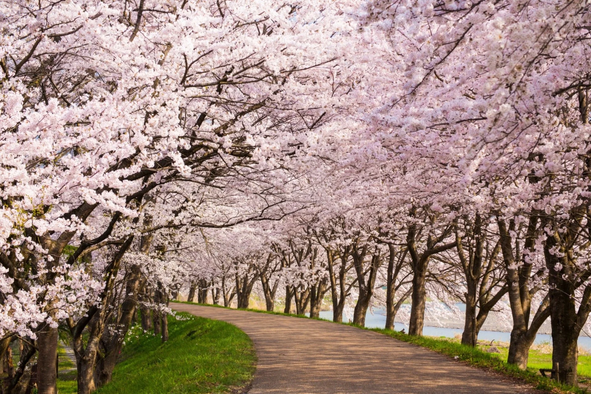 Japan sees earliest cherry blossom season in 1,200 years
