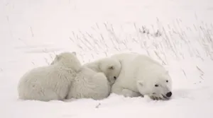 Spring Awakening: A crucial period for polar bear cubs in Canada