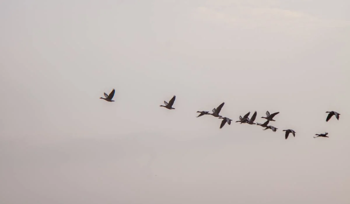 Les printemps hâtifs ont modifié la migration des oiseaux