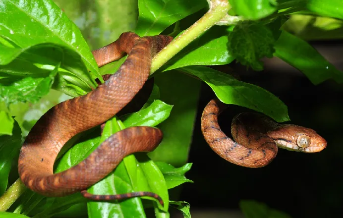 Manitoba’s snake pits are alive, residents urged to protect them from ...