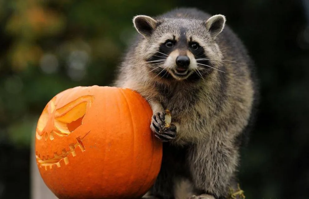 UGC - raccoon - halloween - kevin young