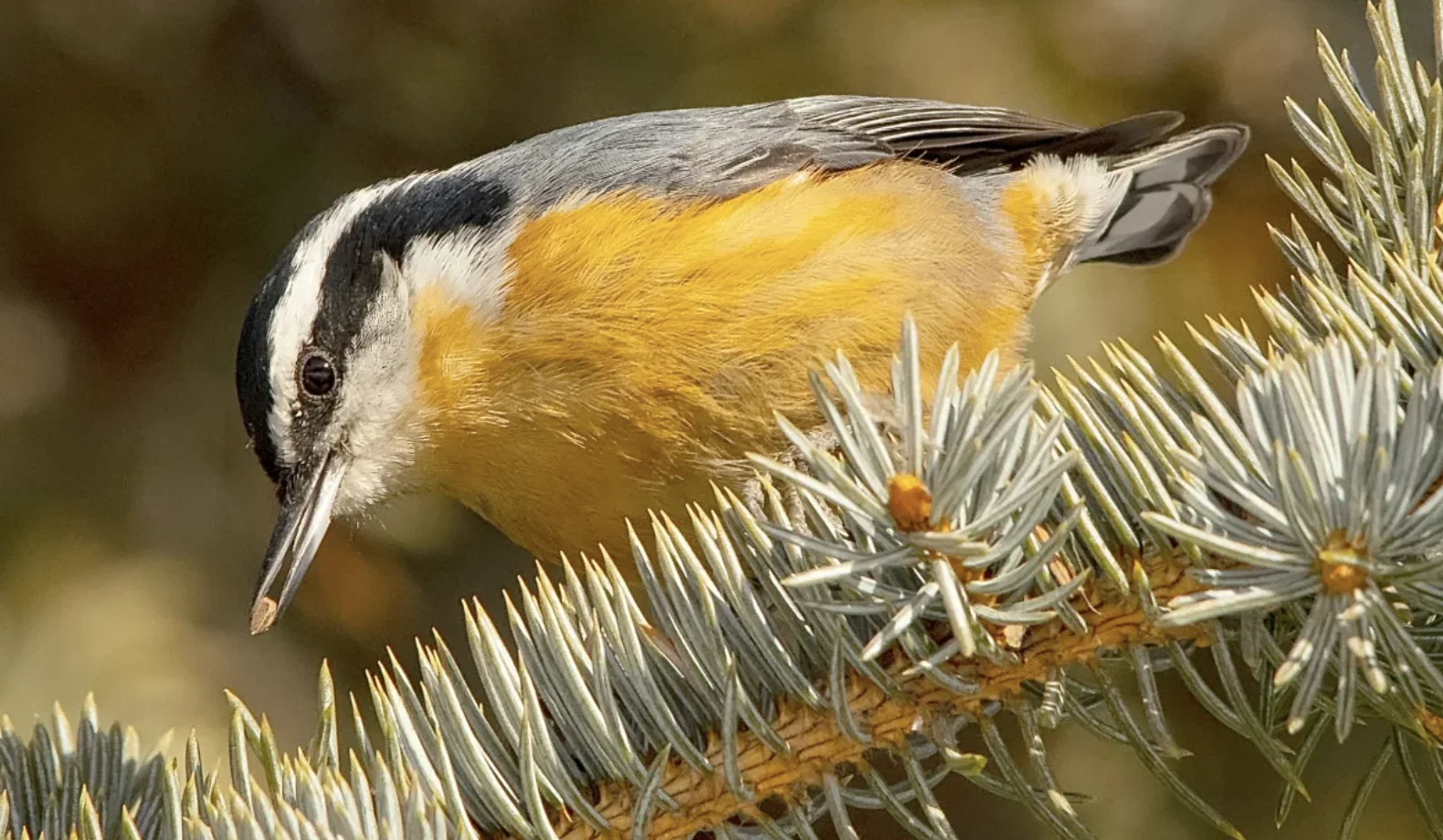CBC: A red-breasted nuthatch stops for a seed snack. (Daniel Arndt via CBC News)