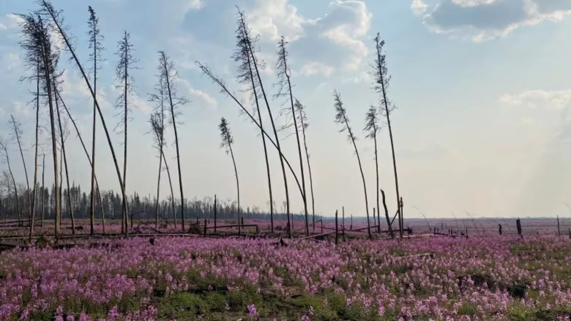 Meet the purple flower that thrives after wildfire — fireweed