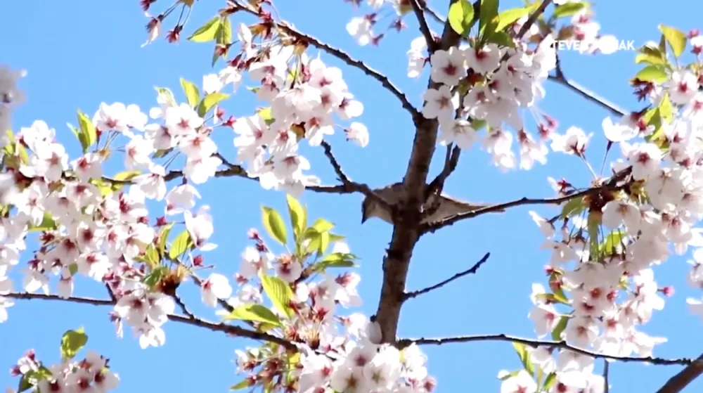 Cherry blossom bloom will make it 'impossible' to maintain proper distance