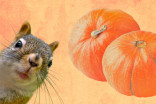 Do pumpkins attract animals? Here's what you need to know