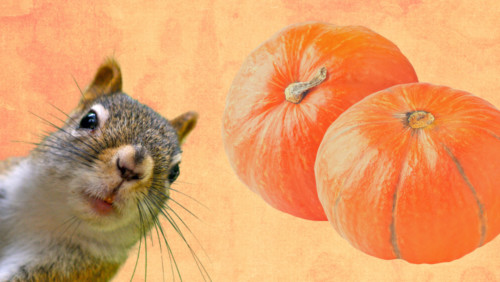 Pumpkin Mouse Critter