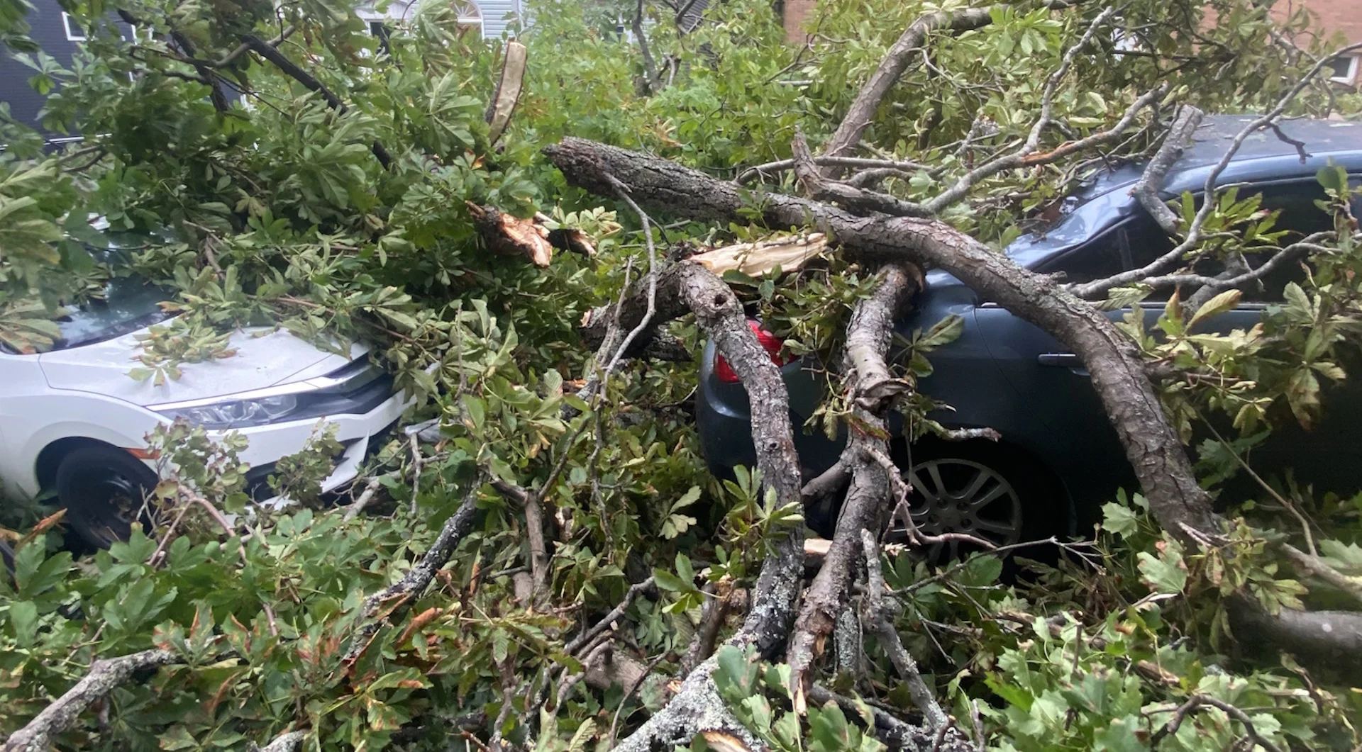 (NATHAN COLEMAN) Tree damage Hurricane Lee Nova Scotia September 16 2023