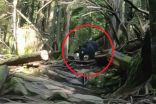 Video: Black bear chases B.C. mountain bikers down trail