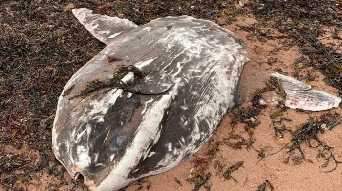 Water likely too cold for big fish washed up on P.E.I. shore