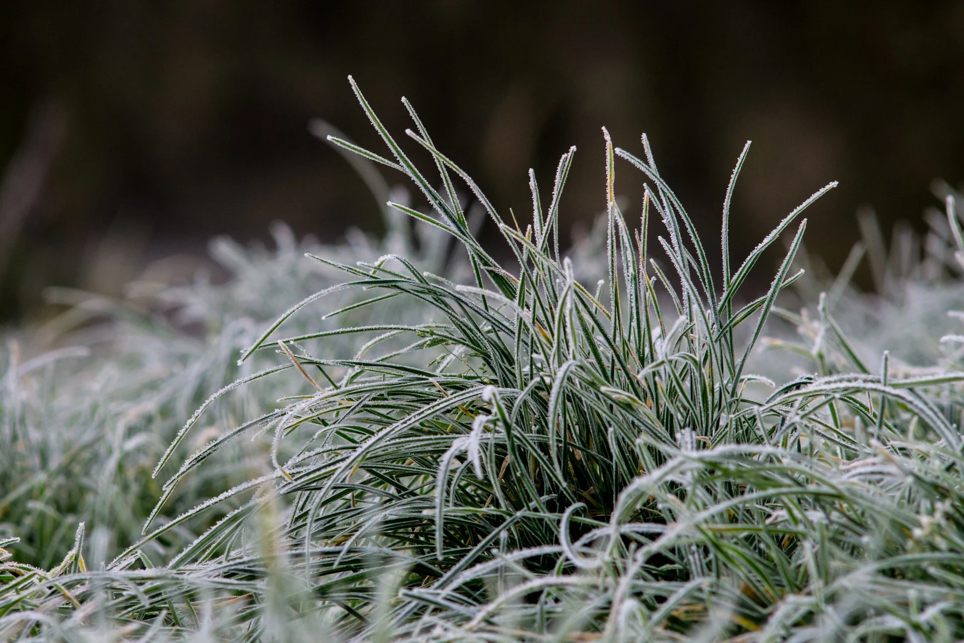 Un élément de l'hiver fait un retour inattendu