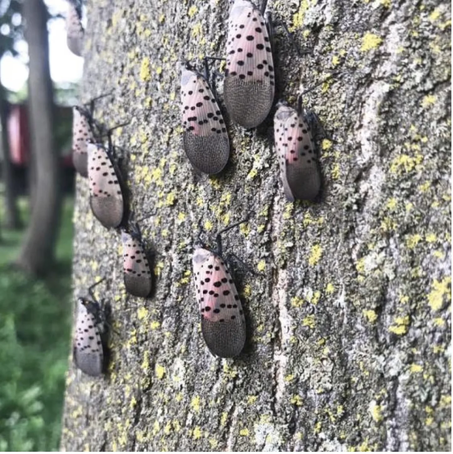 Invasive Species Centre: A group of spotted lanternflies on a tree. (Invasive Species Centre via CBC News)