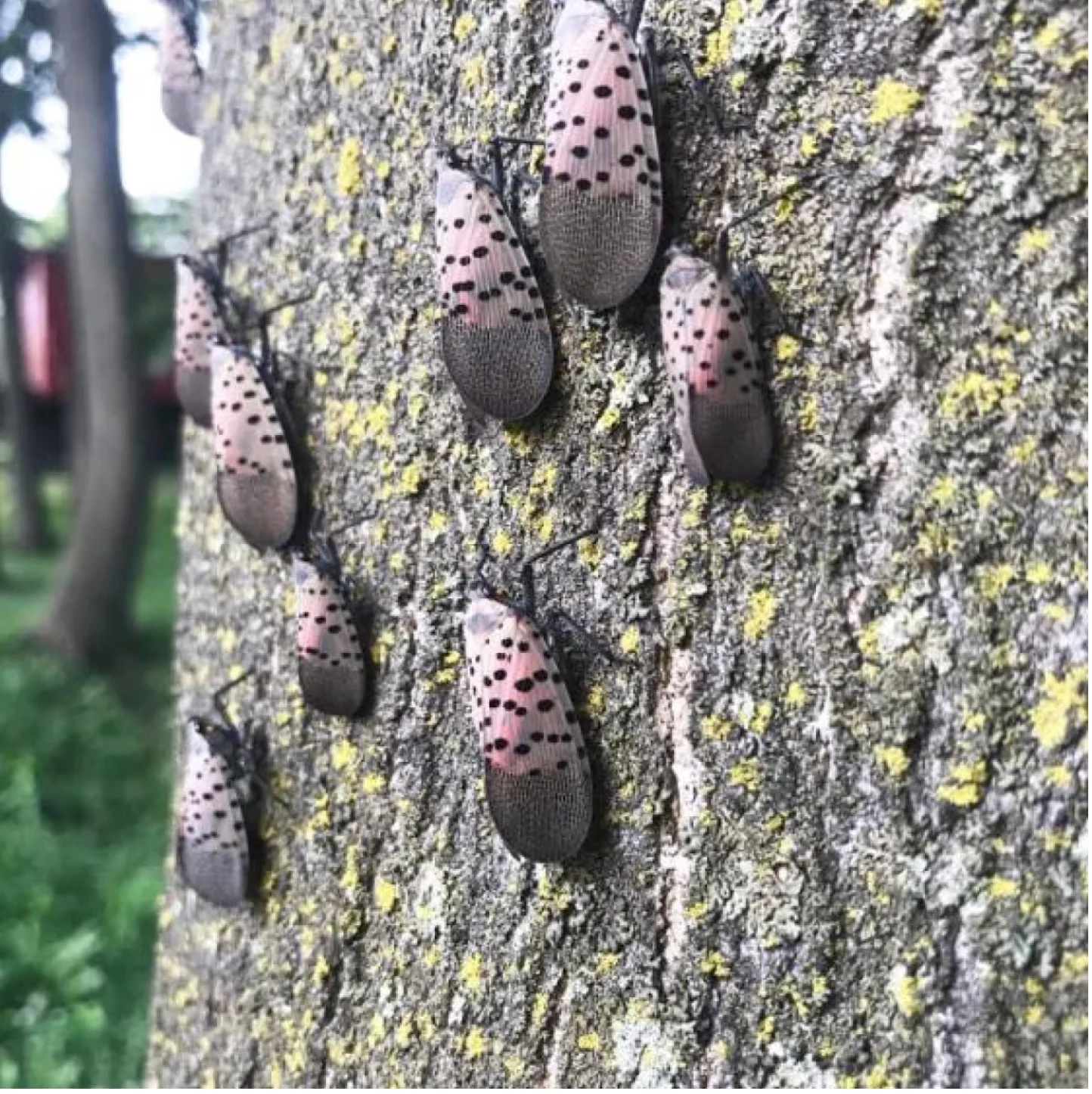 Invasive Species Centre: A group of spotted lanternflies on a tree. (Invasive Species Centre via CBC News)