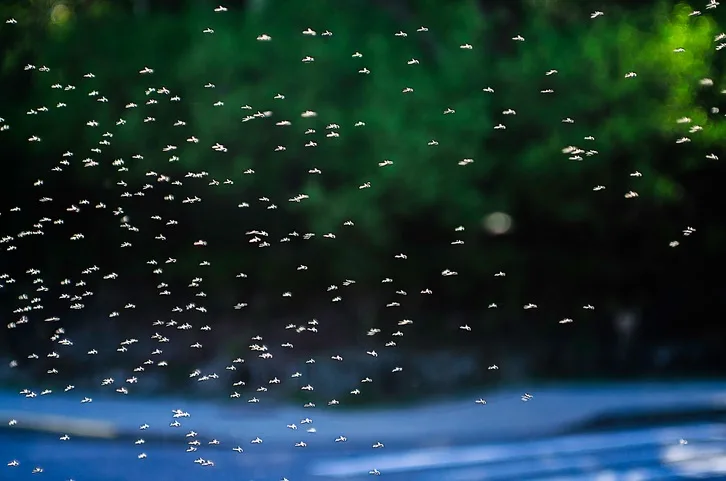  Is an ‘insect apocalypse’ happening? How would we know?