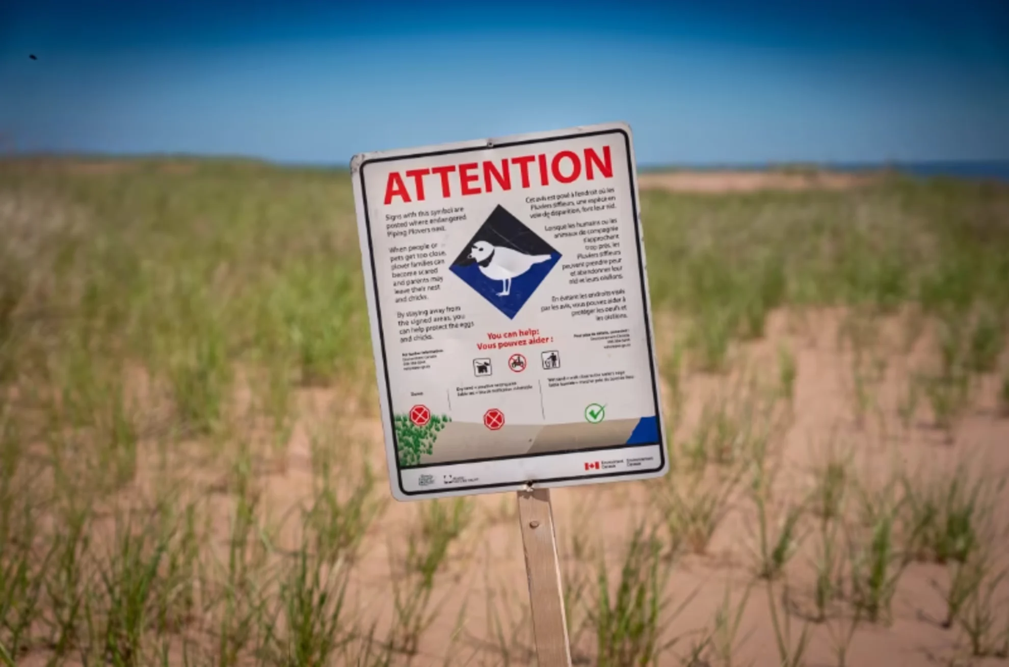 CBC - Piping Plovers park sign - Shane Hennessey