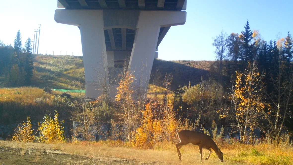 deer-under-bridge/Submitted by the Miistakis Institute via CBC