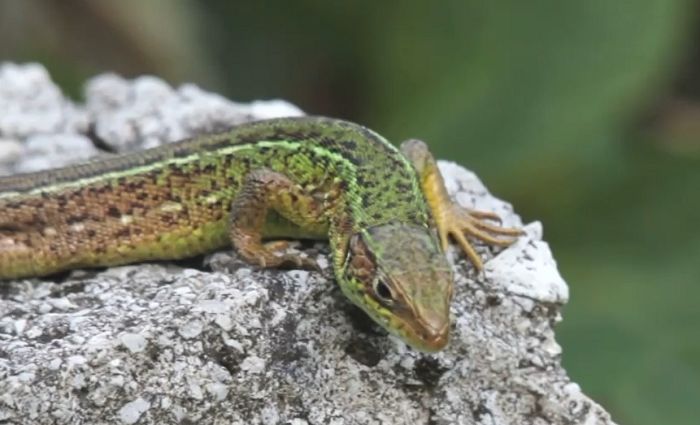 Invasive lizards multiplying in Greater Victoria have now reportedly been  sighted on Southern Gulf Islands