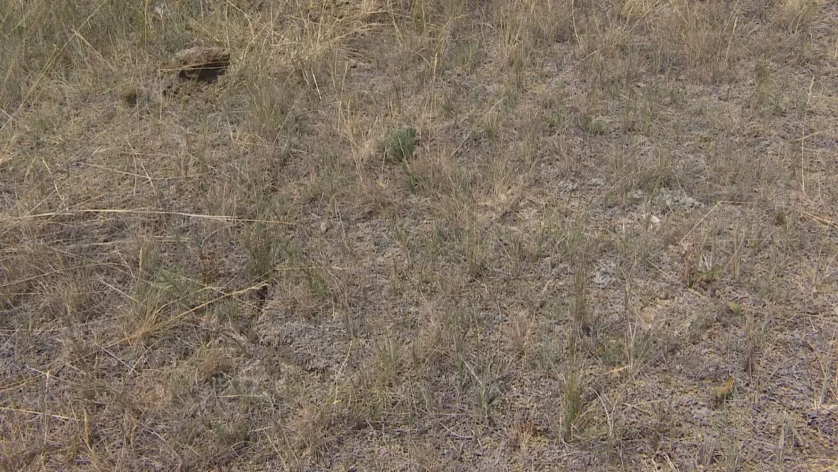 cracks-from-drought/CBC