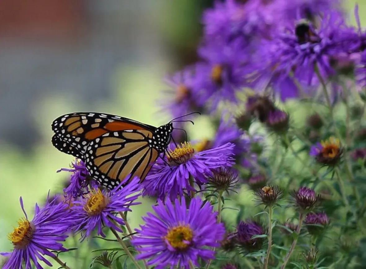 Supporting New Brunswick monarch butterflies with milkweed