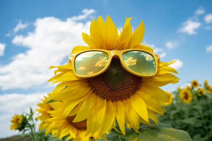 Des tournesols vertigineux à Montréal