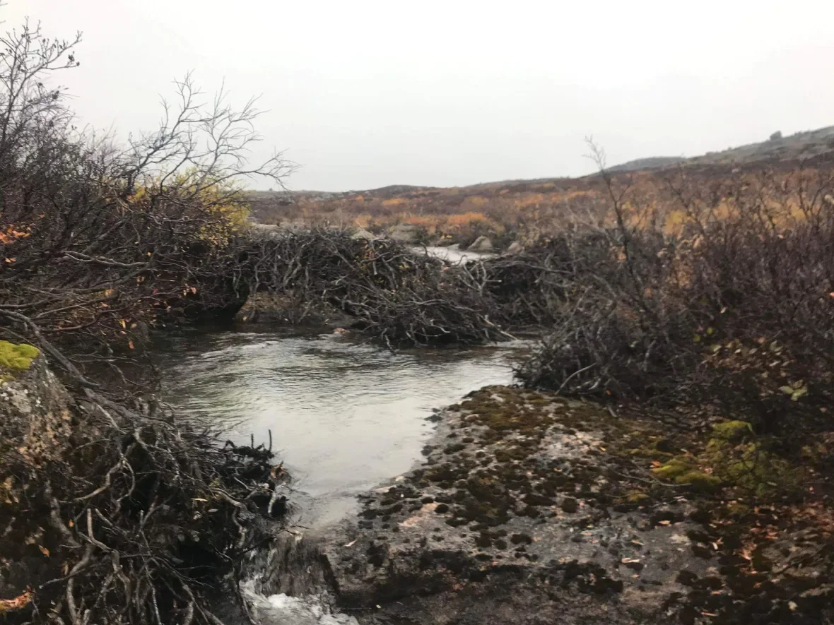 beavers-expanding-north-bring-damning-consequences-for-inuit-and-wildlife-image-4/Submitted by Mikhaela Neelin via CBC