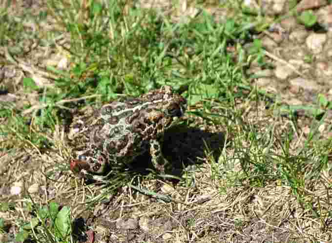 Canadian toad