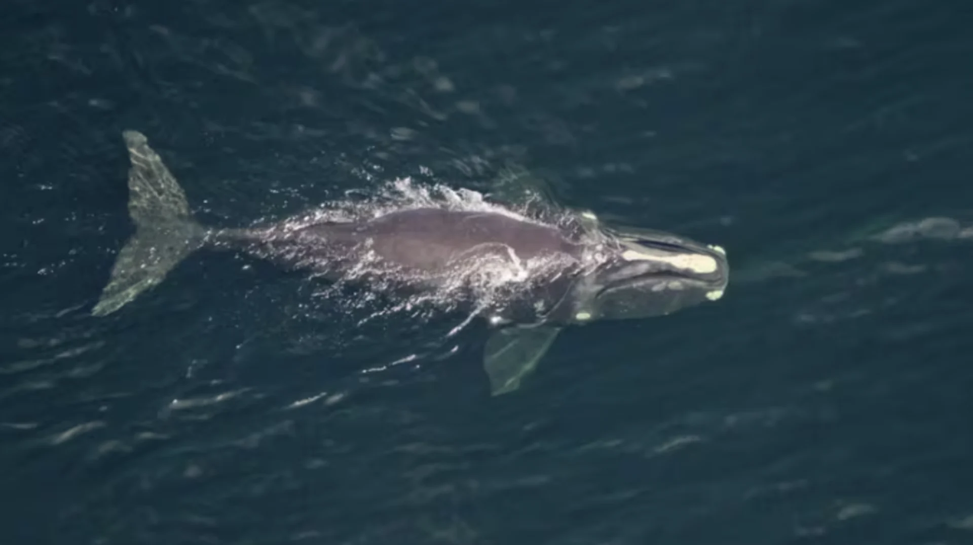 Entangled North Atlantic right whale spotted in Gulf of St. Lawrence