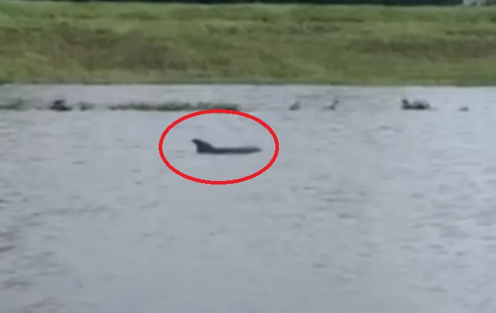 Dolphin spotted swimming in Ida floodwaters