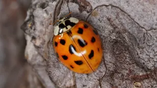 Here's why there are ladybugs everywhere right now