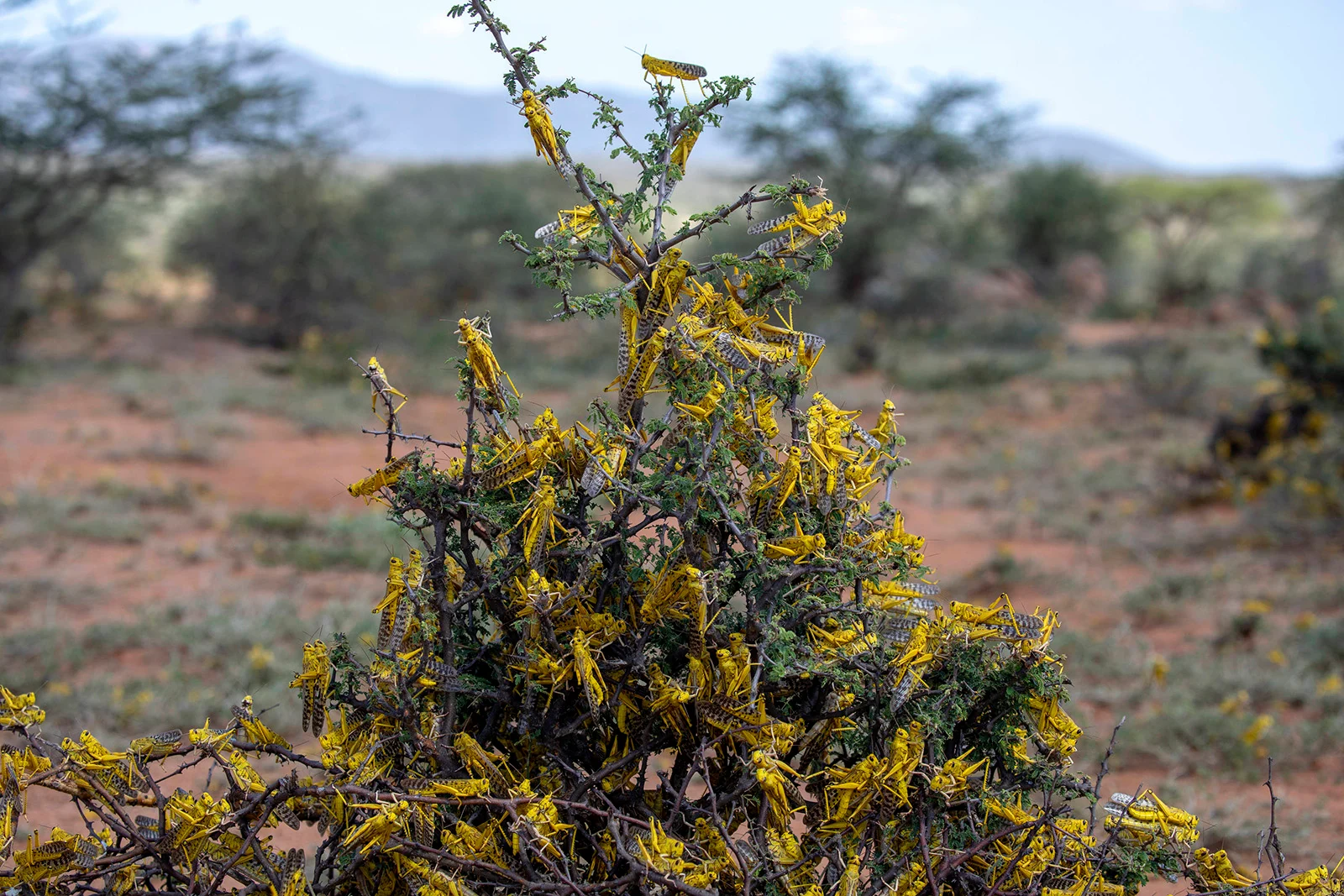 (UN/FAO) Locusts swarming in Kenya