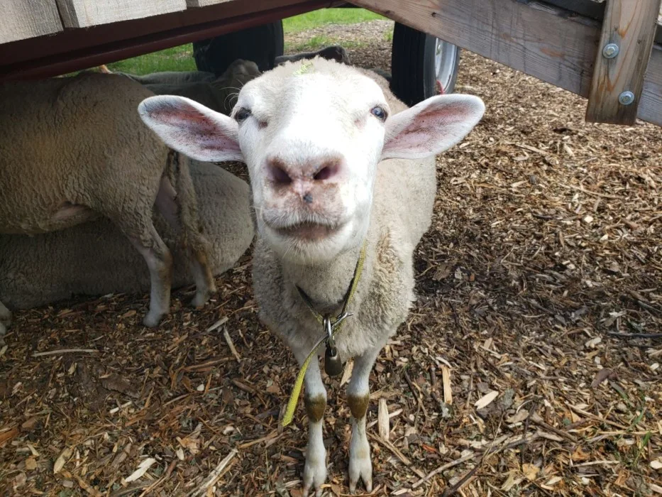 moutons-repaire-biquette