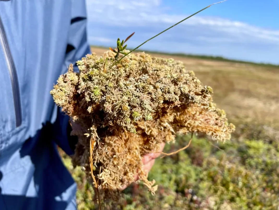 CBC: Daigle holds a handful of sphagnum moss, which contains about 90 per cent water. The bottom part of the organic material is peat. (Alexandre Silberman/CBC)