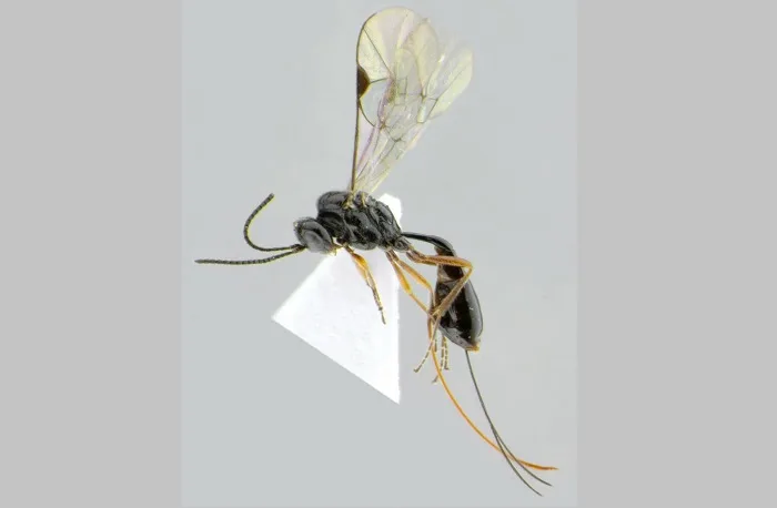 Meet the new wasp named after the pandemic