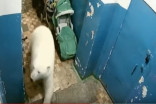 50 polar bears invade Russian town, emergency declared
