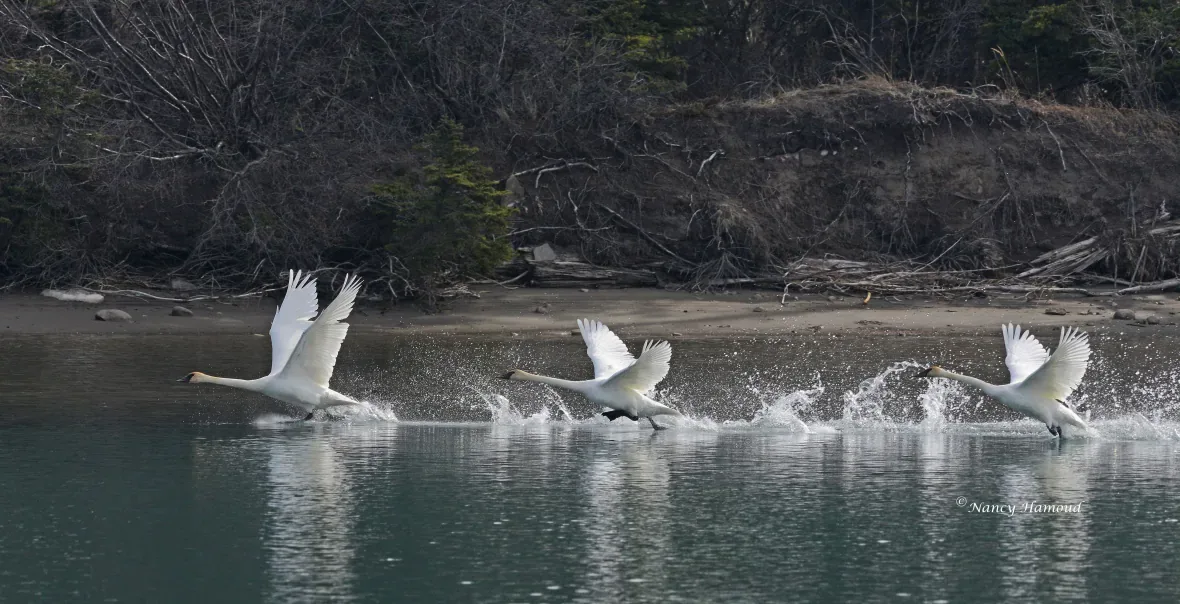 Frank Lake, Alberta swans/Nancy Hamoud via CBC