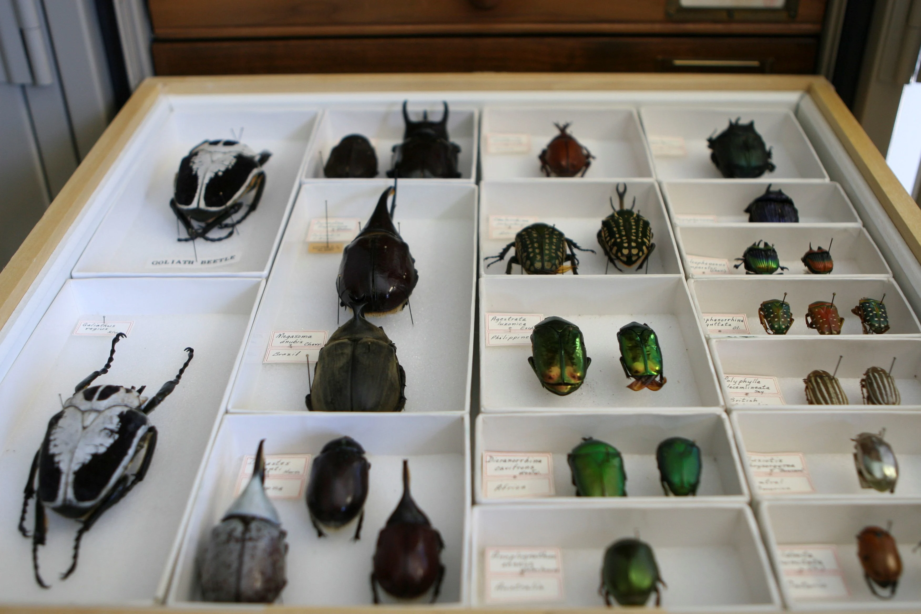 Ag Innovations Beetles/Agriculture and Agri-Food Canada/Submitted to The Weather Network