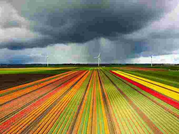 Blossoming yellow tulips in a field during a stormy spring afternoon with incoming hail storm clouds over the horizon.  The tulip field has multiple colors and wind turbines in the background.  Drone point of view.  (Sjo/ E+/ Getty Images)