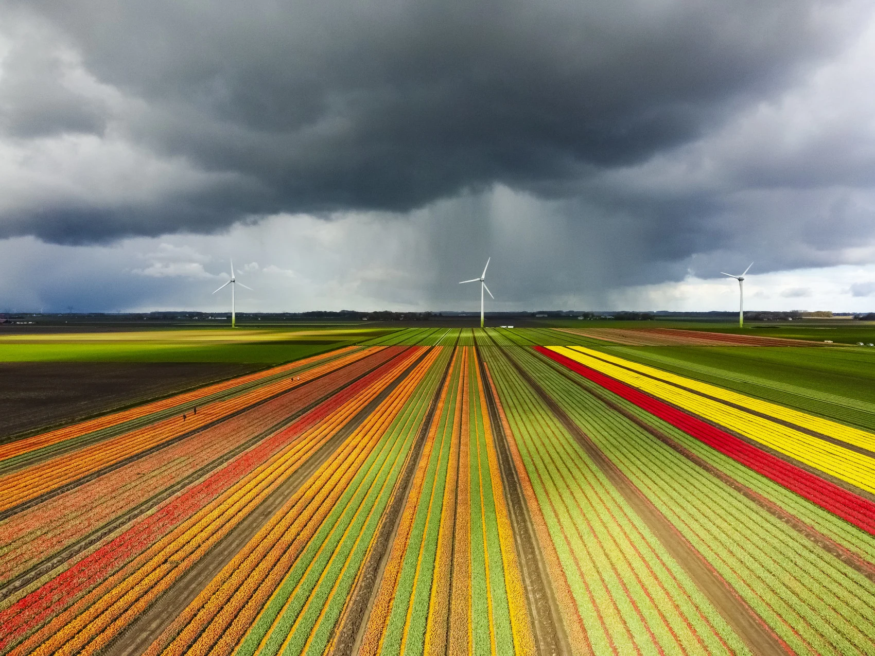 Blossoming yellow tulips in a field during a stormy spring afternoon with incoming hail storm clouds over the horizon. The tulip field has multiple colours and wind turbines in the background. Drone point of view. (Sjo/ E+/ Getty Images)