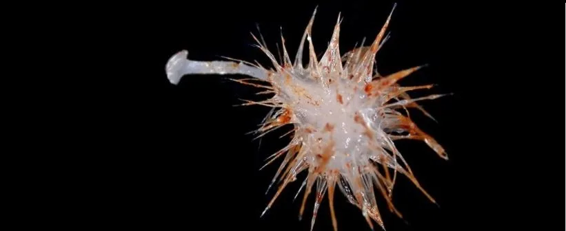 3 new types of carnivorous sea sponges found in deep sea off Australian coast