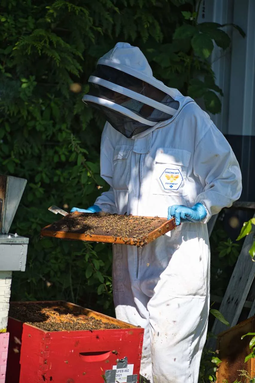 Dr. Alison McAfee inspects a beehive/Submitted