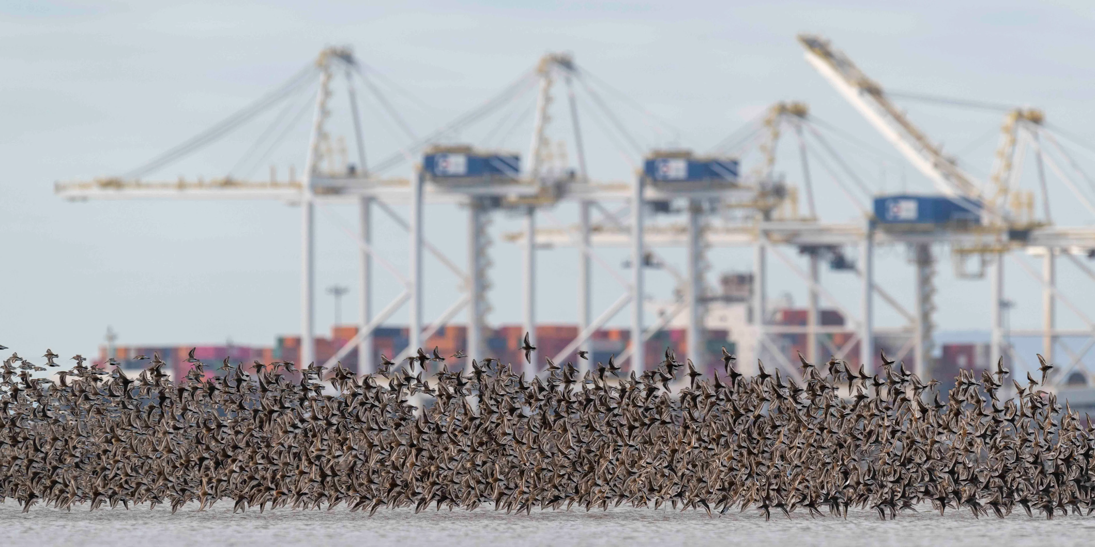 BC migratory birds credit: Jason Puddifoot