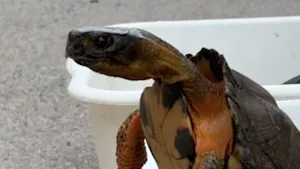 Wild turtles may look cute, but here's why you should never bring them home as pets